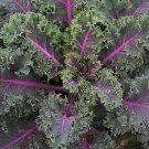 25 Kale Midnight Sun seeds----vegetable seeds—plant seeds—seeds gift