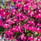 50 Lobelia erinus 'Rosamound' Seeds---Flower seeds--Plant seeds--Gardening--Seeds--Gift