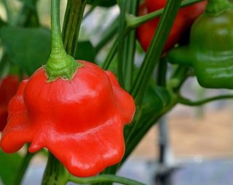 15 Bishop&acirc;��s Crown Pepper seeds---Vegetable seed&acirc;��-plant seeds&acirc;��-seeds gift