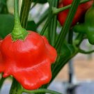 15 Bishop’s Crown Pepper seeds---Vegetable seed—-plant seeds—-seeds gift
