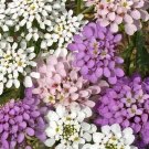 25 Iberis Umbellata Candyshop Mixed Seeds---Flower seeds--Plant seeds--Gardening--Seeds--Gift