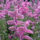 15 Salvia Viridis 'Pink Sundae' Seeds---Flower seeds--Plant seeds--Gardening--Seeds--Gift