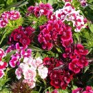 30 Dianthus Barbatus 'Auricula Eyed Mix' Seeds---Flower seeds--Plant seeds--Gardening--Seeds--Gift