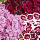 30 Dianthus Barbatus Mixed Seeds---Flower seeds--Plant seeds--Gardening--Seeds--Gift