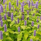 20 Agastache Foeniculum 'Golden Jubilee' Seeds---Flower seeds--Plant seeds--Gardening--Seeds--Gift