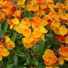 25 Wallflower Allionii Seeds---Flower seeds--Plant seeds--Gardening--Seeds--Gift