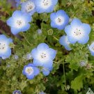 25 Nemophila Menziesii 'Baby Blue Eyes' Seeds---Flower seeds--Plant seeds--Gardening--Seeds--Gift