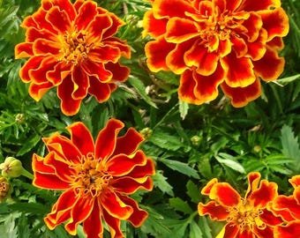 15 Marigold 'Durango Flame' Seeds---Flower seeds--Plant seeds--Gardening--Seeds--Gift