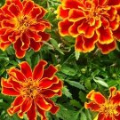 15 Marigold 'Durango Flame' Seeds---Flower seeds--Plant seeds--Gardening--Seeds--Gift