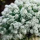 35 Lobularia Maritima Snow Drift Seeds---Flower seeds--Plant seeds--Gardening--Seeds--Gift