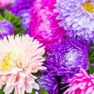20 Callistephus Chinensis Geisha Mixed Seeds---Flower seeds--Plant seeds--Gardening--Seeds--Gift