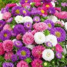15 Callistephus Chinensis 'Milady Mixed' Seeds---Flower seeds--Plant seeds--Gardening--Seeds--Gift
