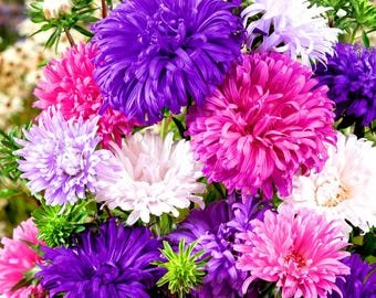 20 Aster 'Ostrich Plume Mixed Seeds---Flower seeds--Plant seeds--Gardening--Seeds--Gift