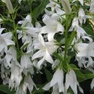 20 Campanula trachelium ‘Alba’ seeds---Flower seeds--Plant seeds--Gardening--Seeds--Gift