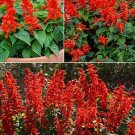 25 Salvia 'Blaze of Fire' Seeds---Flower seeds--Plant seeds--Gardening--Seeds--Gift
