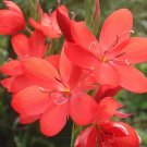 15 SCHIZOSTYLIS COCCINEA Major seeds---Flower seeds--Plant seeds--Gardening--Seeds--Gift