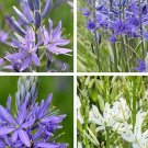 15 Camassia Starburst MIX seeds---Flower seeds--Plant seeds--Gardening--Seeds--Gift