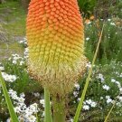 15 KNIPHOFIA NORTHIAE seeds---Flower seeds—-plant seeds—-Gardening—seeds—gift
