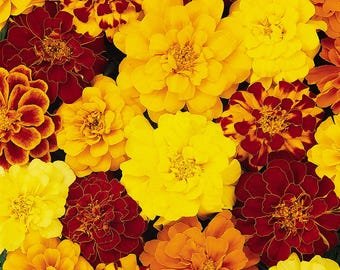 25 Marigold 'French Durango' mixed Seeds---Flower seeds--Plant seeds--Gardening--Seeds--Gift