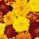 25 Marigold 'French Durango' mixed Seeds---Flower seeds--Plant seeds--Gardening--Seeds--Gift