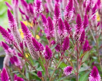 45 Feather Cockscomb seeds (Celosia argentea)---Flower seeds---Plant seeds---Gardening---Ornamental 