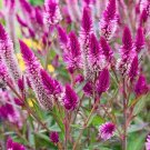 45 Feather Cockscomb seeds (Celosia argentea)---Flower seeds---Plant seeds---Gardening---Ornamental 