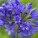 15 AGAPANTHUS AFRIGANUS seeds—African lily—-Flower seeds—-plant seeds—-Gardening---seeds---g
