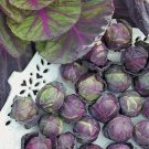 25 Brussel Sprout Red Bull seeds----vegetable seeds—plant seeds—seeds gift