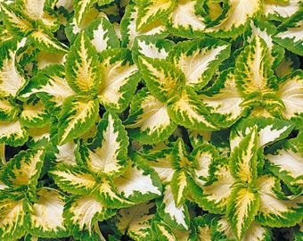 30 Coleus 'Wizard Jade' Seeds---Flower seeds--Plant seeds--Gardening--Seeds--Gift