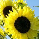 20 SUNFLOWER 'Lemon Queen' seeds---Flower seeds---Plant seeds---Gardening gifts