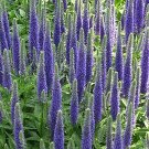 35 Veronica Spicata Seeds---Flower seeds--Plant seeds--Gardening--Seeds--Gift