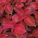 25 Coleus 'Wizard Velvet Red' Seeds---Flower seeds--Plant seeds--Gardening--Seeds--Gift