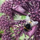 10 Angelica Gigas Seeds---Flower seeds--Plant seeds--Gardening--Seeds--Gift