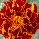 20 Marigold 'Spanish Brocade' Seeds---Flower seeds--Plant seeds--Gardening--Seeds--Gift