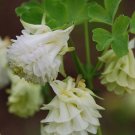 15 AQUILEGIA VULGARIS 'SNOWBALLS' seeds---Flower seeds--Plant seeds--Gardening--Seeds--Gift