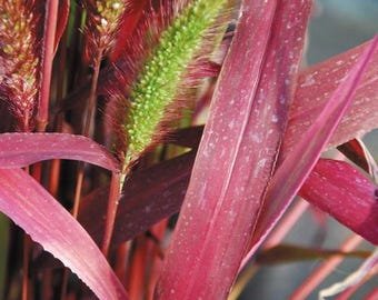 30 Setaria Macrostachya 'Will Scarlet' Seeds---Flower seeds--Plant seeds--Gardening--Seeds--Gift