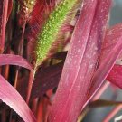 30 Setaria Macrostachya 'Will Scarlet' Seeds---Flower seeds--Plant seeds--Gardening--Seeds--Gift