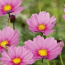 30 COSMOS 'Sensation Pinkie' seeds---Flower seeds--Plant seeds--Gardening--Seeds--Gift