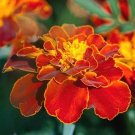 15 Marigold 'Safari Red' Seeds---Flower seeds--Plant seeds--Gardening--Seeds--Gift