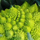 35 BROCCOLI ROMANESCO seeds---Vegetable seeds--Plant seeds--Gardening--Seeds--Gift