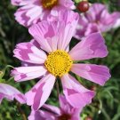 20 COSMOS 'Hummingbird Lilac' seeds---Flower seeds--Plant seeds--Gardening--Seeds--Gift