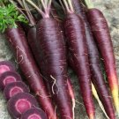 20 Carrot Purple Sun seeds----vegetable seeds—plant seeds—seeds gift