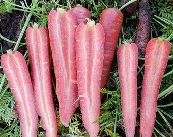 25 Carrot Rubyprince seeds----vegetable seeds&acirc;��plant seeds&acirc;��seeds gift