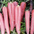 25 Carrot Rubyprince seeds----vegetable seeds—plant seeds—seeds gift