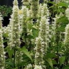 20 Agastache Foeniculum 'Liquorice White' Seeds---Flower seeds--Plant seeds--Gardening--Seeds--Gift