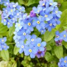 30 Forget-me-not Alpestris Seeds---Flower seeds--Plant seeds--Gardening--Seeds--Gift