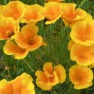 35 Californica Poppy 'Golden West' Seeds---Flower seeds--Plant seeds--Gardening--Seeds--Gift
