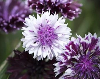 20 Centaurea Cyanus 'Classic Magic' Seeds---Flower seeds--Plant seeds--Gardening--Seeds--Gift