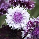 20 Centaurea Cyanus 'Classic Magic' Seeds---Flower seeds--Plant seeds--Gardening--Seeds--Gift