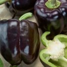 15 Mavras Pepper seeds---Vegetable seed—-plant seeds—-seeds gift
